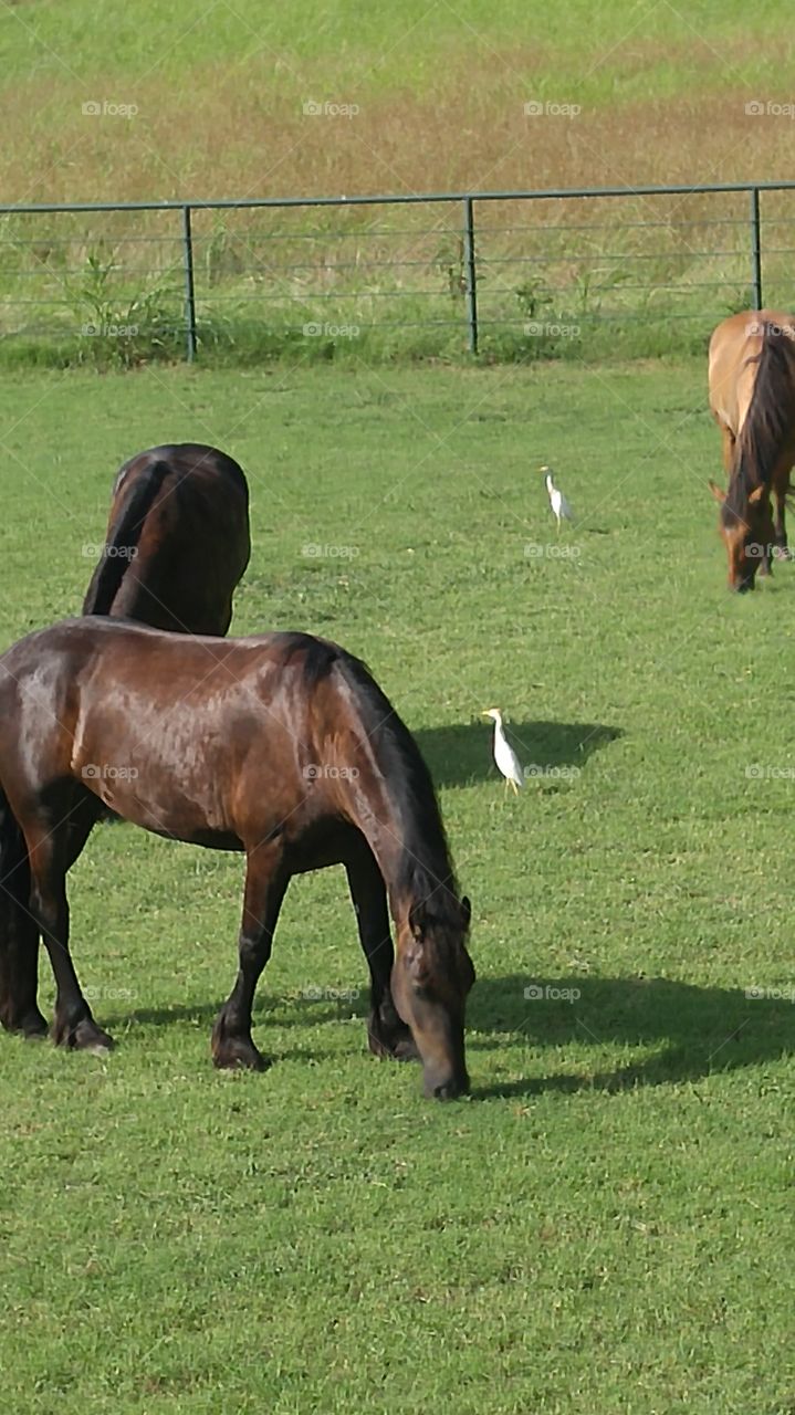 Mammal, Horse, Mare, Farm, Cavalry