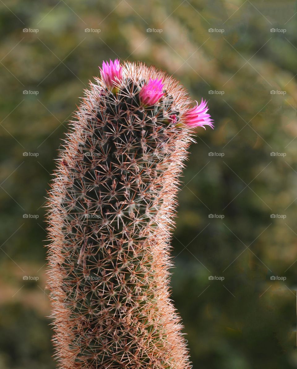 cactus flower blooming view from the ground