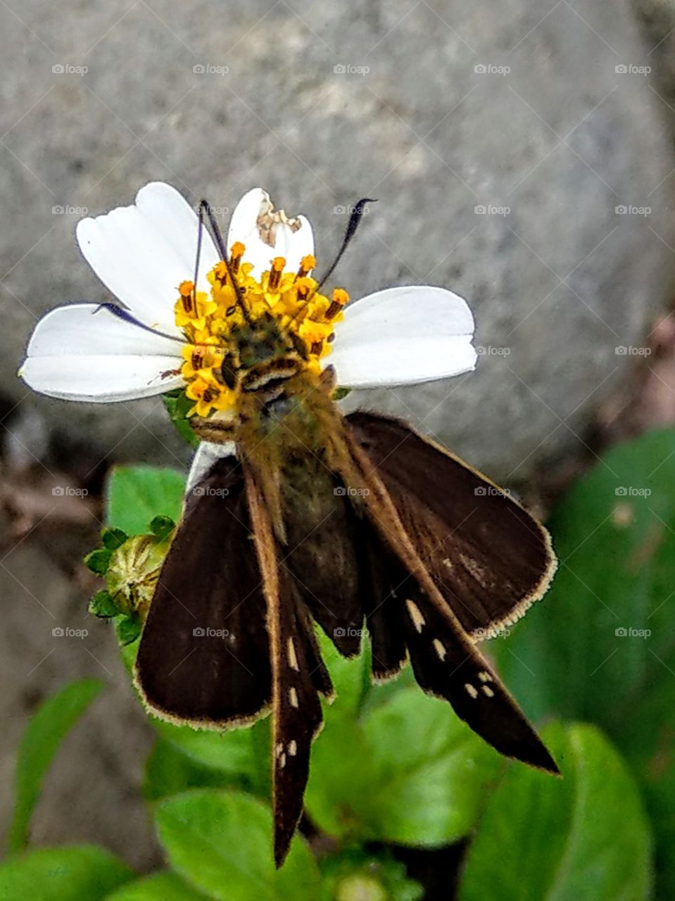 A month loves a wildflower, he is enjoying delicious honey and pollen, looks be interesting.