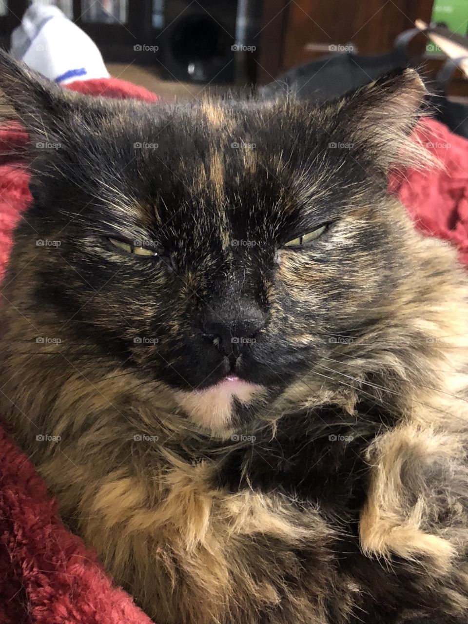 Sleepy kitty, soft kitty