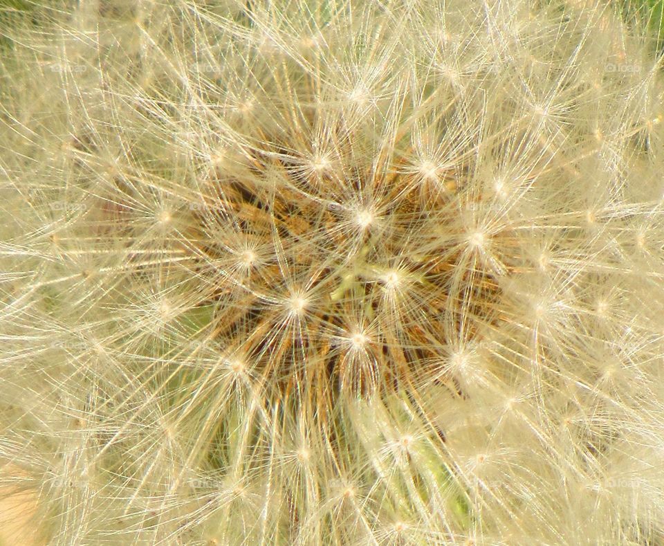 dandelion