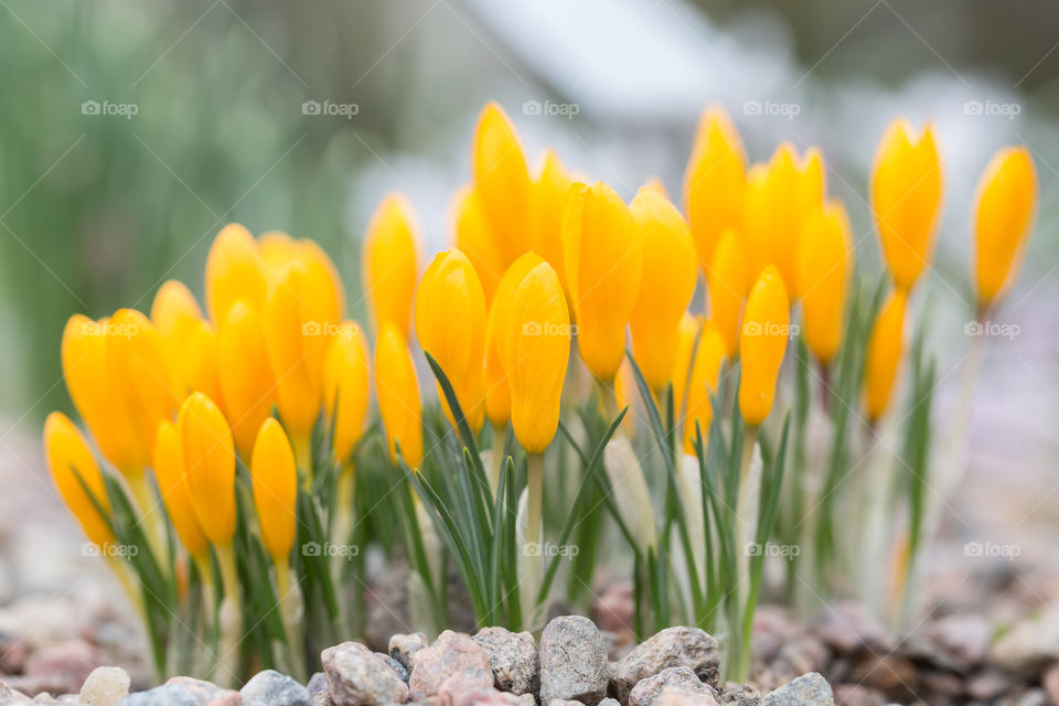 Closeup of yellow crocuses in early spring 