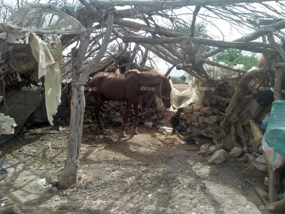 A beautiful horse standing.