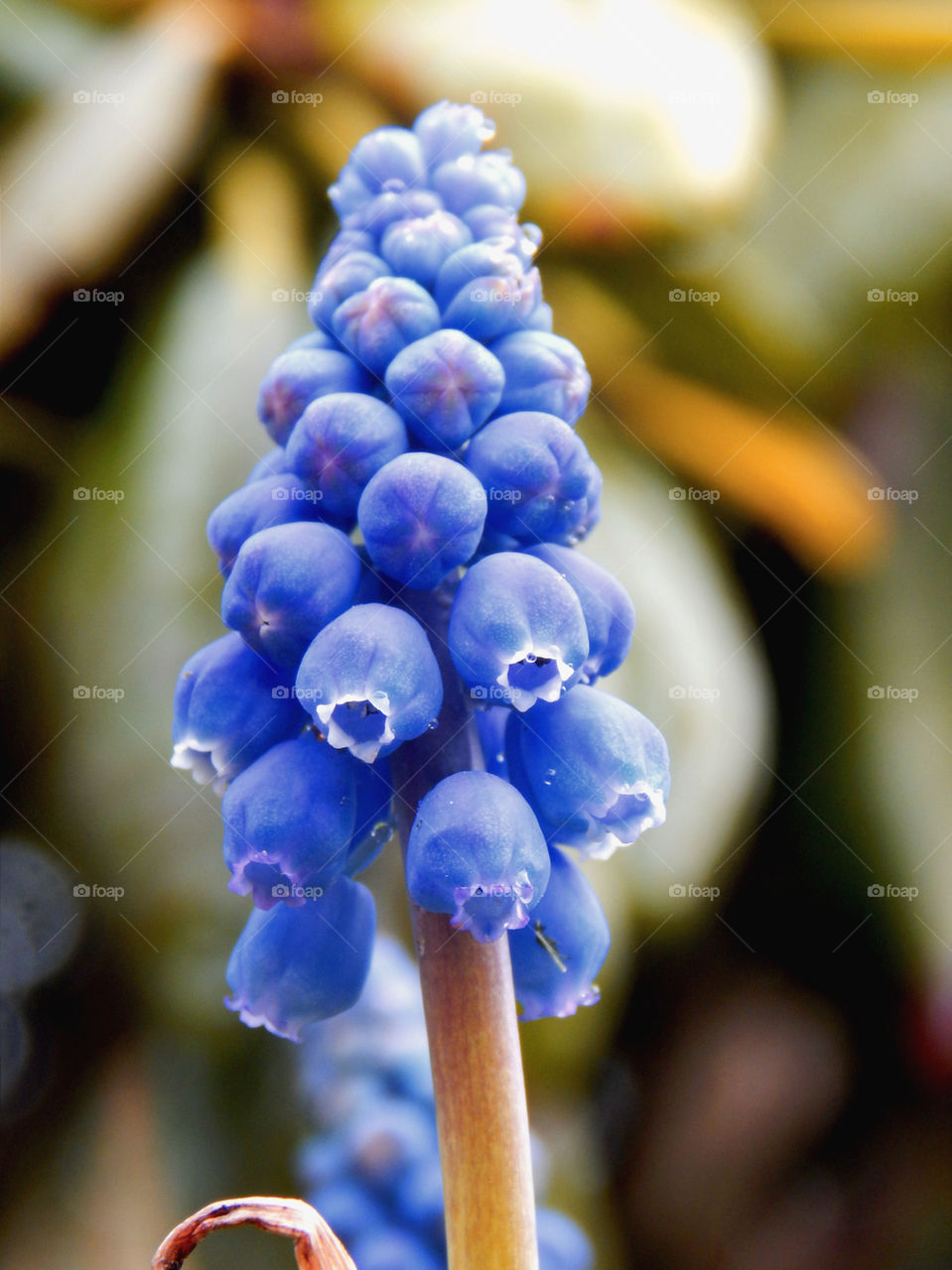 Beautiful small blue flowers