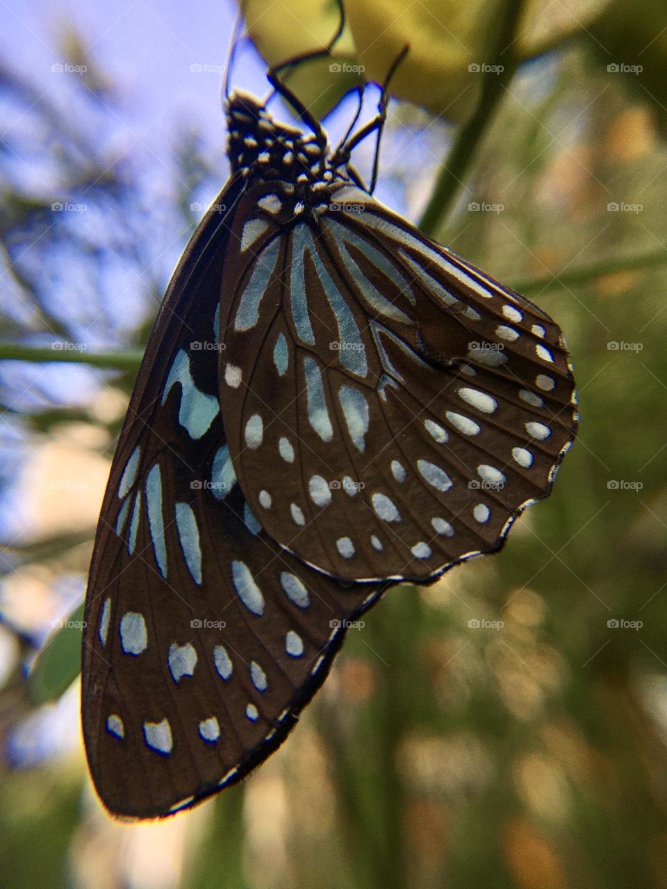 A beautiful butterfly 