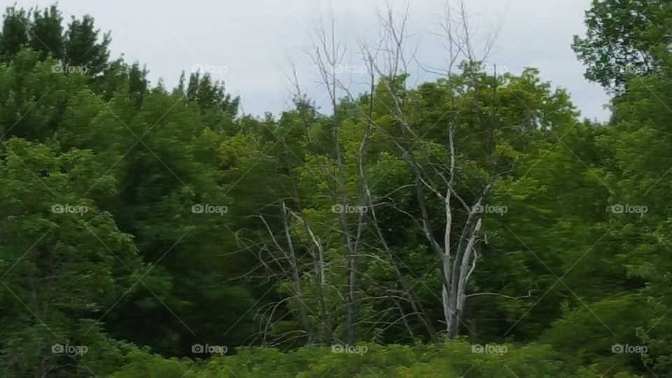 one tree within many