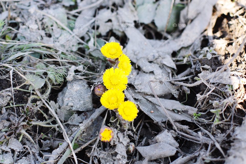 spring flowers are beautiful, the first dandelions