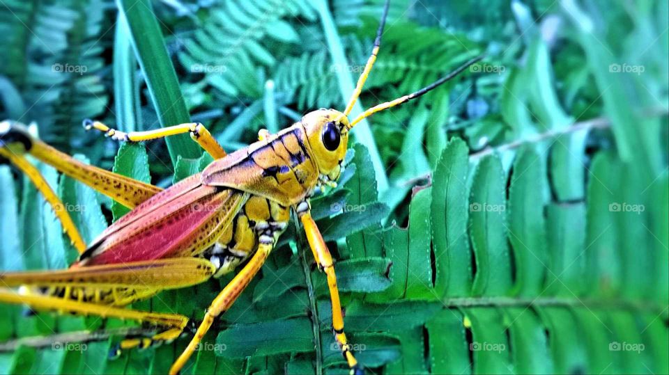 Bright yellow, orange, and red grasshopper on a bright green set of leaves and grass.