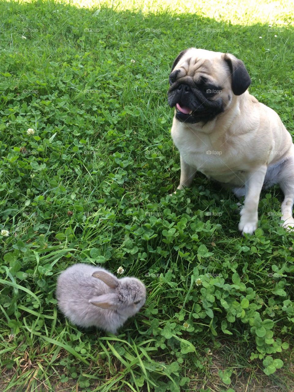Mops+ hase