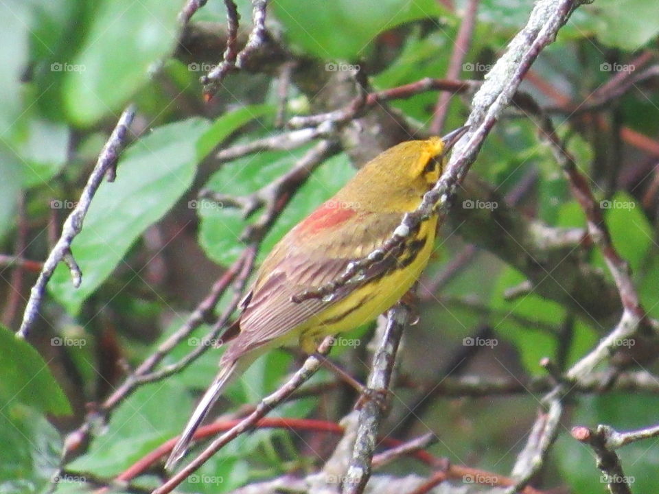 Prairie Warbler