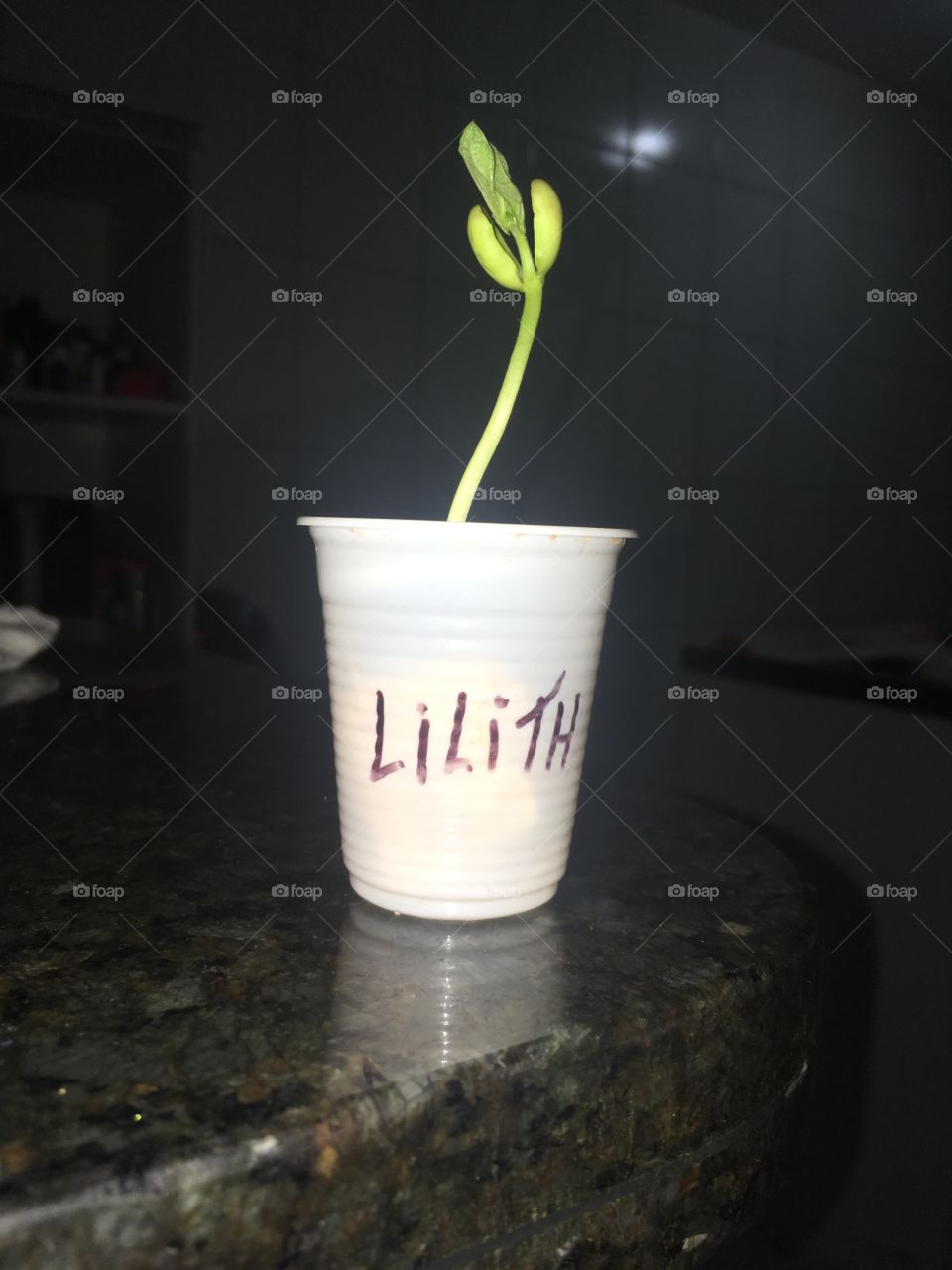 Feijãozinho da Filhota 
Lilith