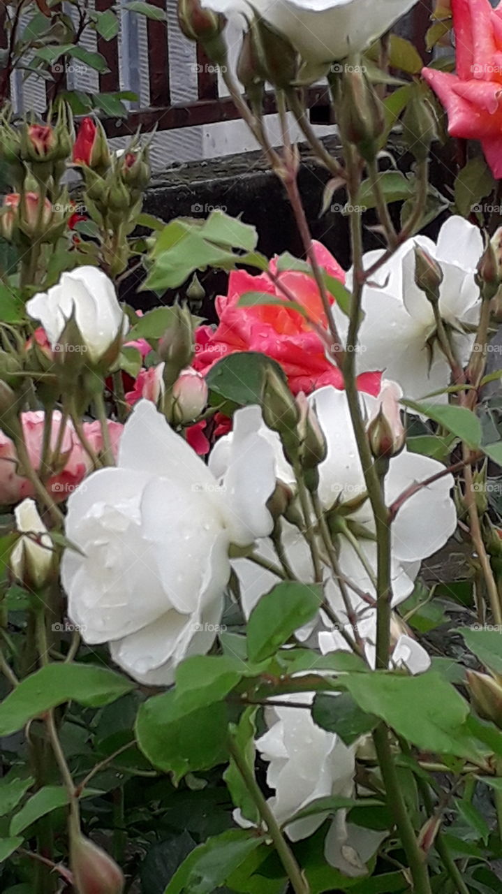 white and red roses