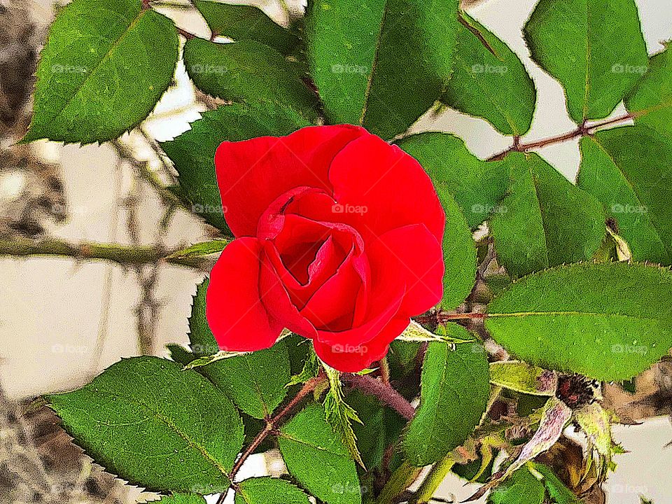 Red spring rose with soft fresh petals among new green leaves in cool spring garden.