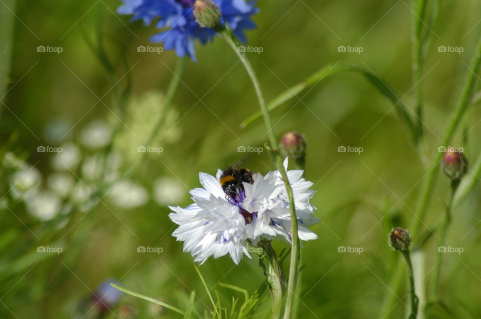green flower bee cornflower by stevephot
