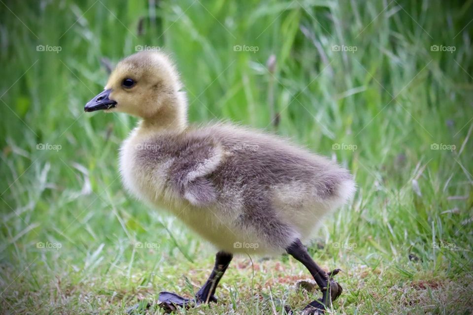 Young feathered gosling follows parent as they feed along an estuary in springtime 