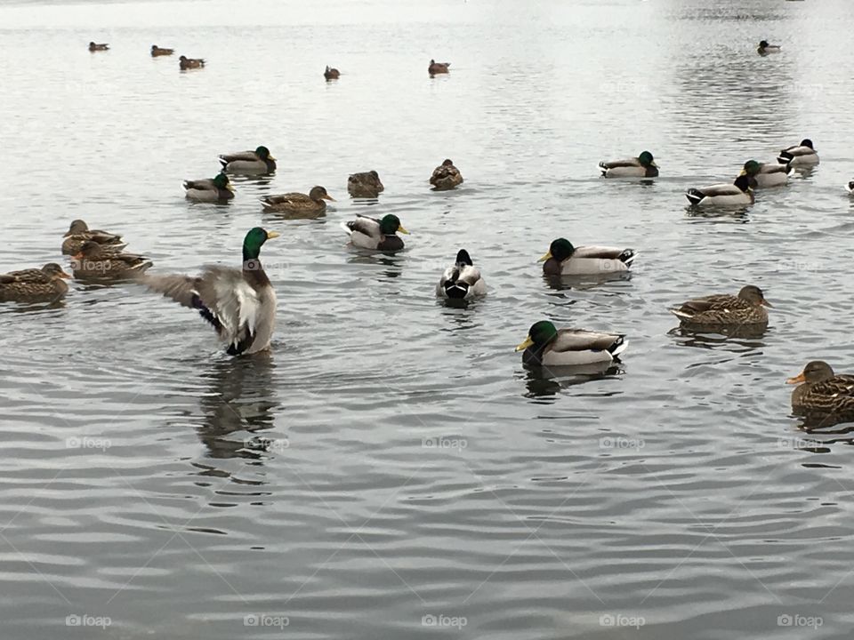 Water life in the lagoon