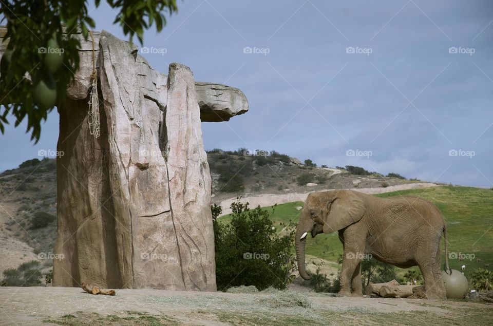wild Elephant