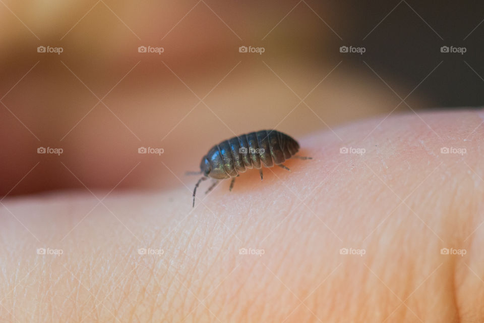 Roly poly - pull bug . Rolf poly macro close up