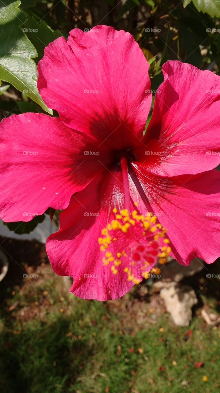 hibisco