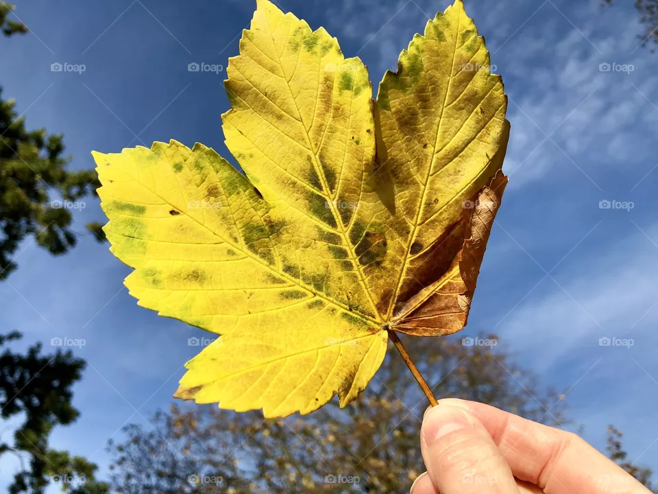 Yellow