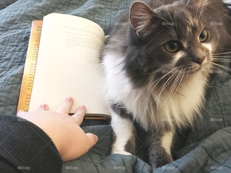 Cat reading Harry Potter and the Cursed Child. 