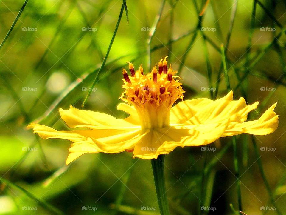 Macro shots