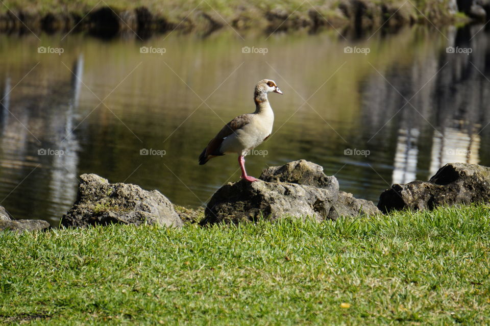 Egyptian goose 