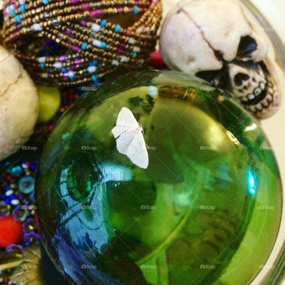 Fairy moth 