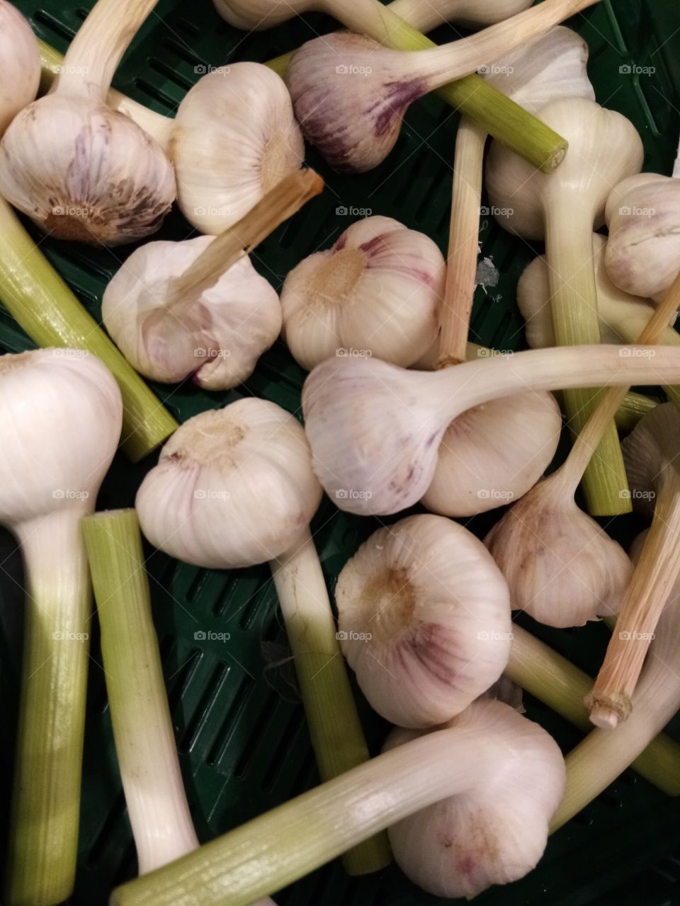 Knoblauch