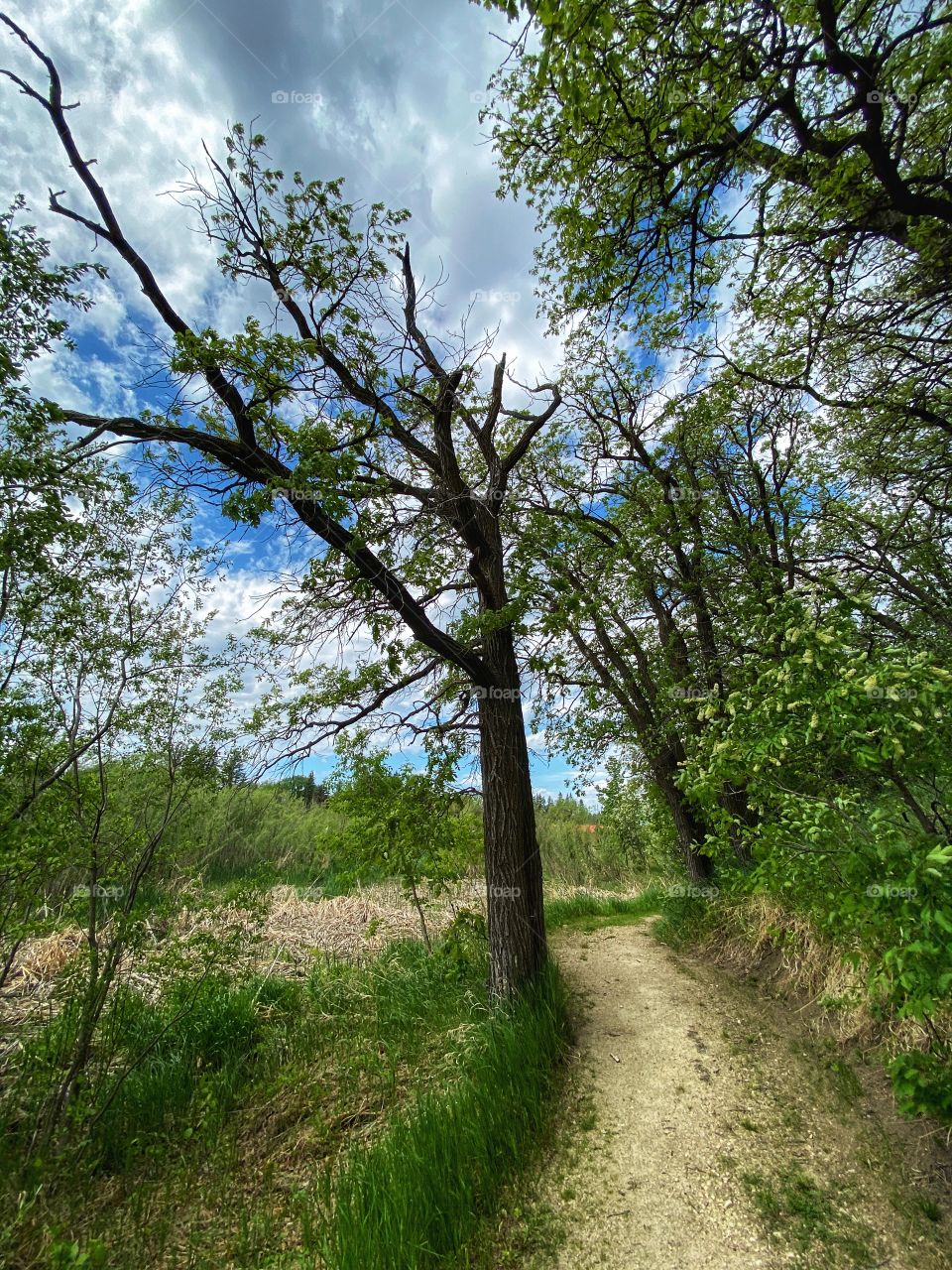 Walking trail 