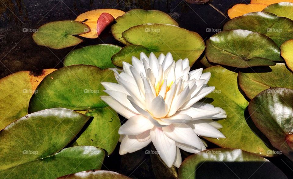 Blooming White water lily