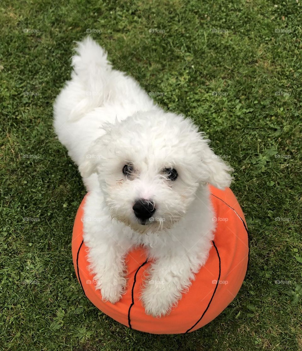 Dog playing with his favourite orange ball