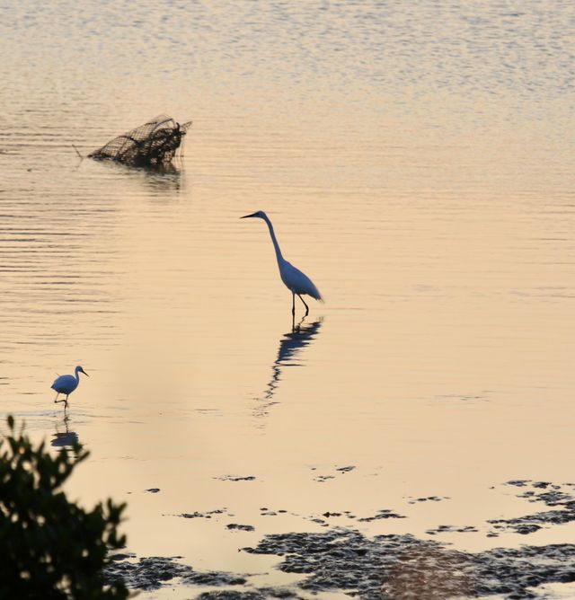 The Great Egret at Sunset.