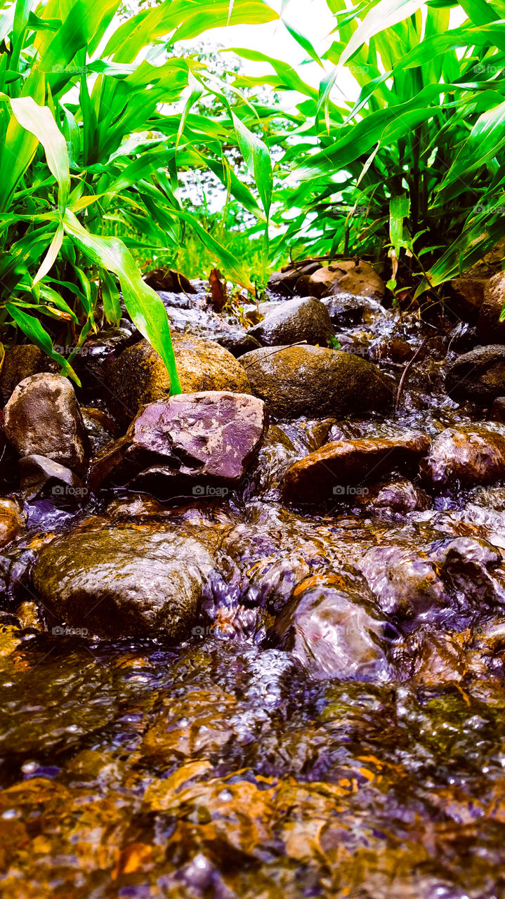 Forest madness at a river stream st.lucia
