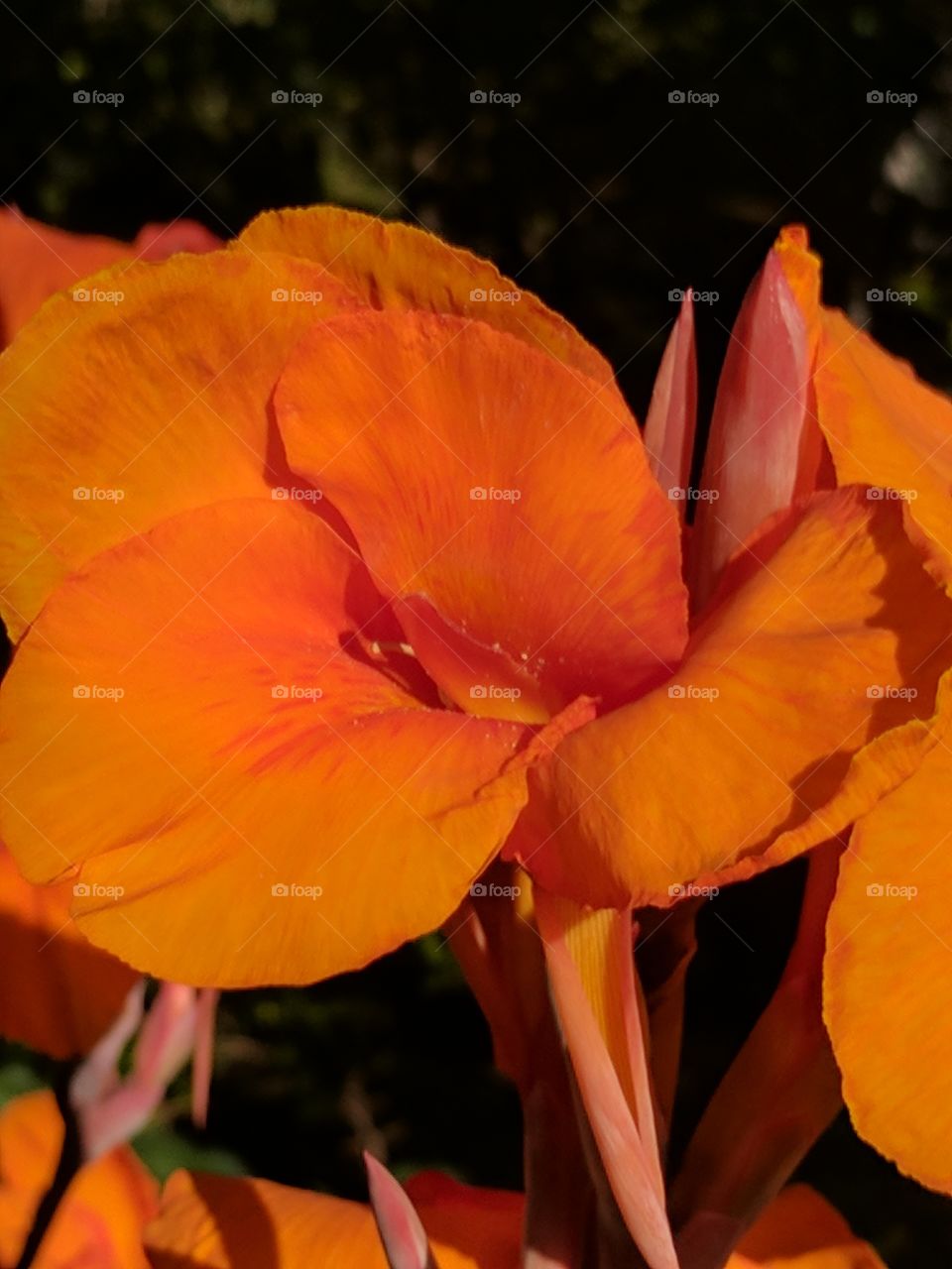 Canna x generalis flower