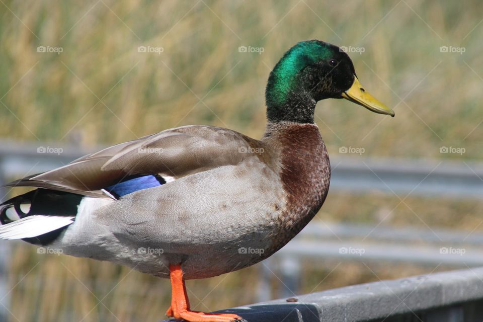 Mallard Duck on the Railing