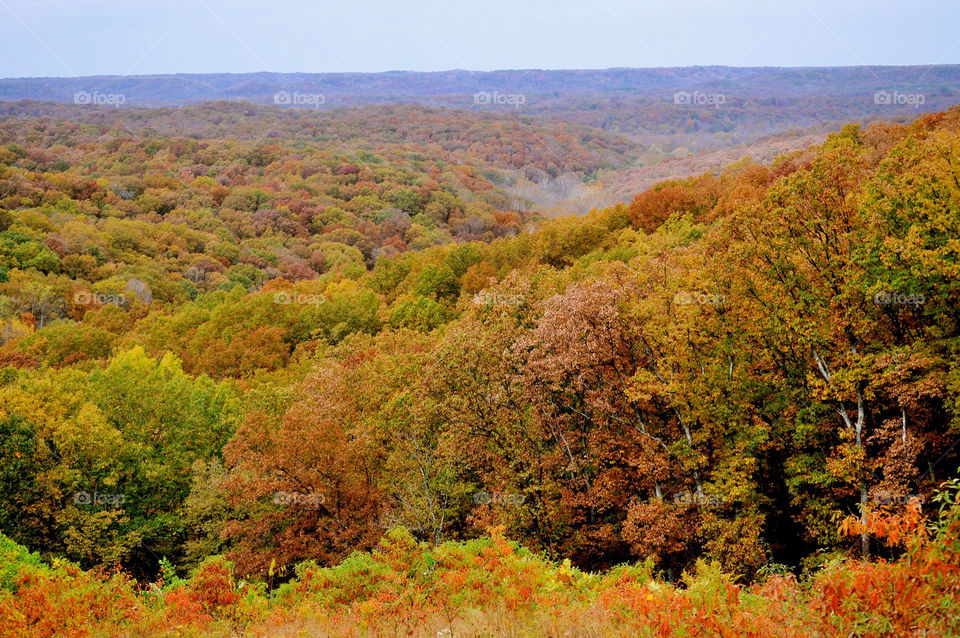 nature outdoors colors tree by refocusphoto