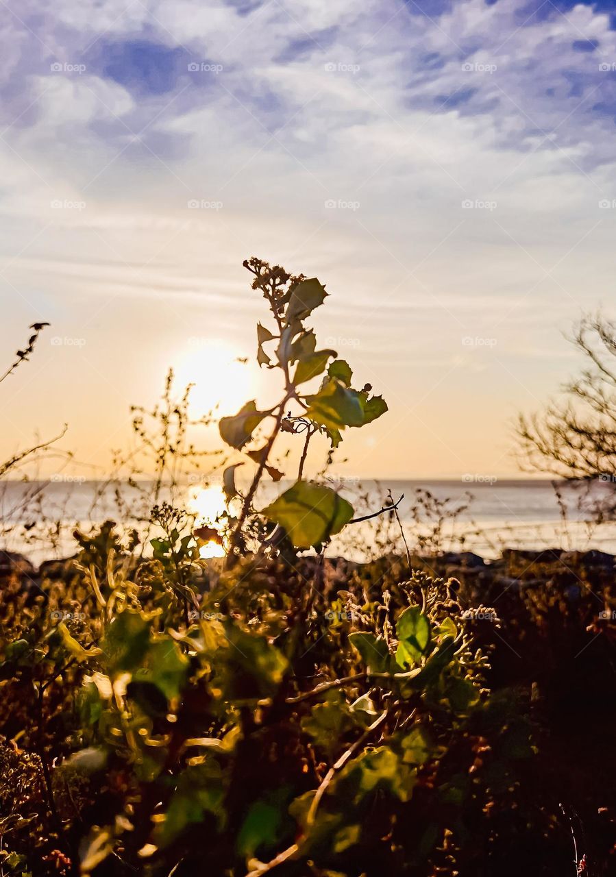 Close up view of a wild plant by the beach at sunset 