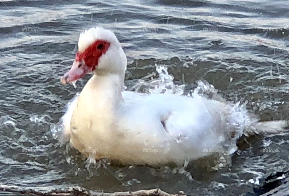 Muscovy, duck, muscovy duck, white, water, freshwater, red, feathers, float, floating, swim, swimming, lake, spring, thaw, reflection, Holiday Lake, Missouri, bill