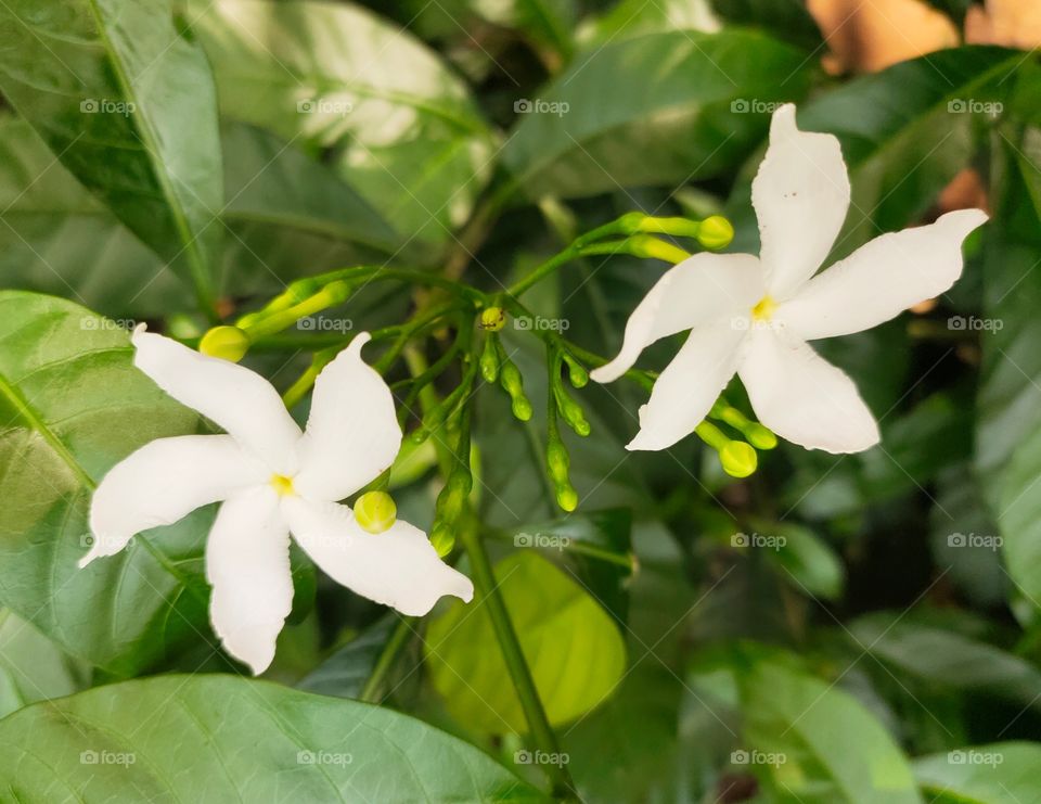 Couple of White Flowers