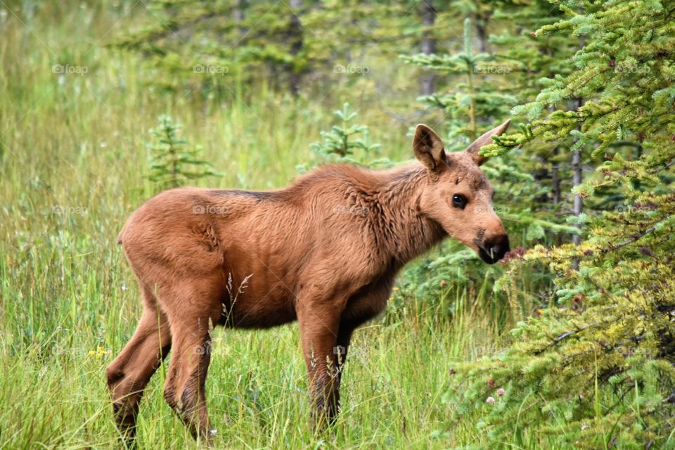 Cute and fluffy - baby moose in kanaskis