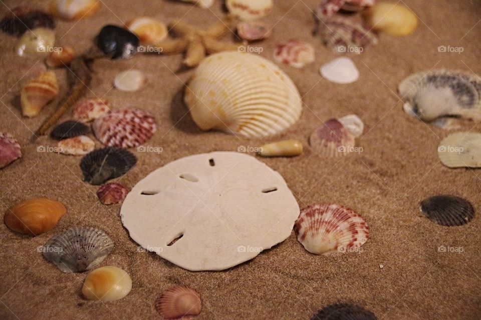 assorted seashells in the sand at the beach with a seahorse, starfish, and sand dollar