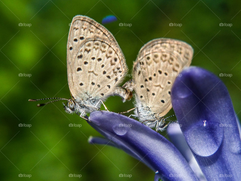 small butterflies on a purple flower