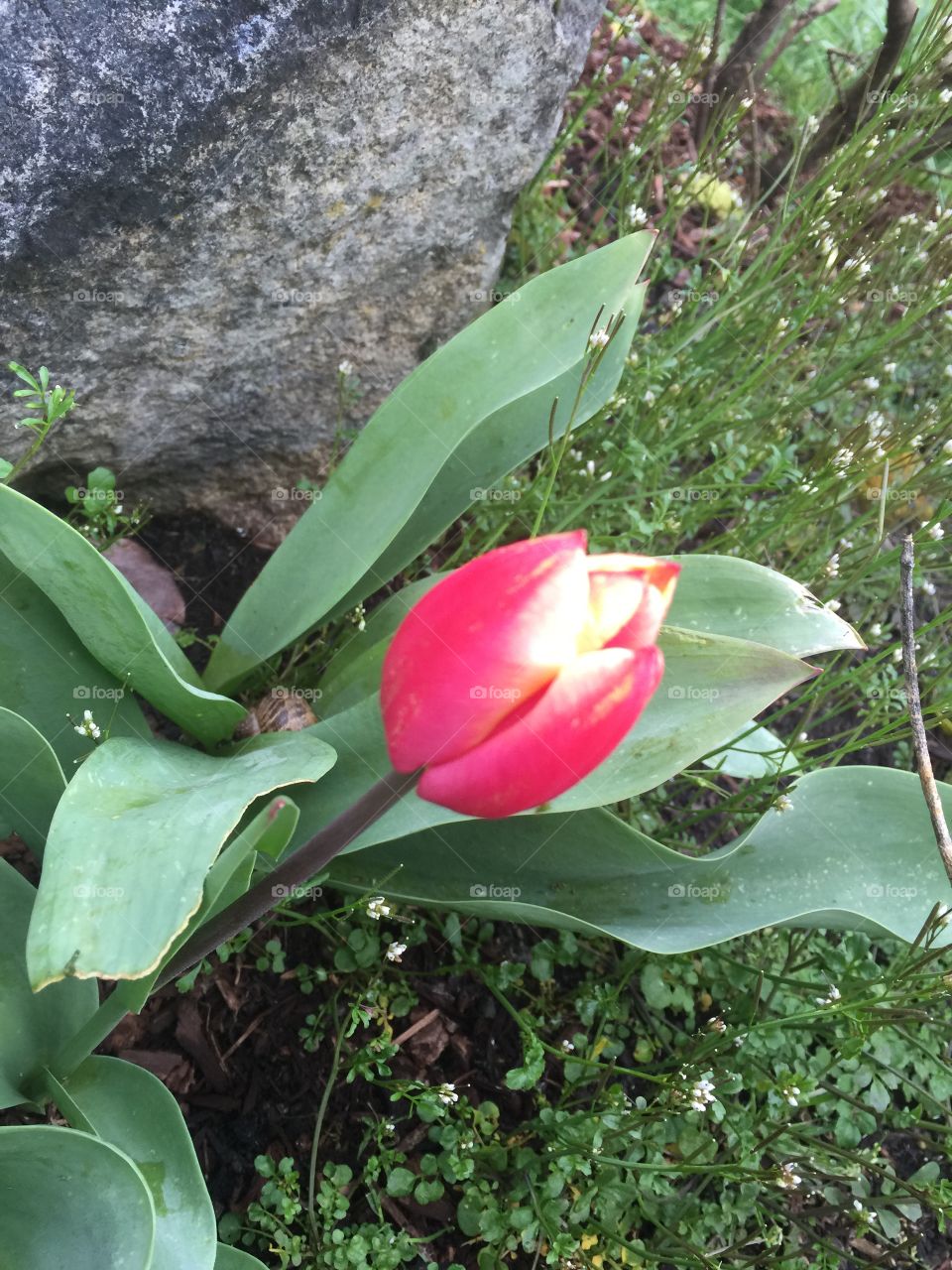 Two toned tulip