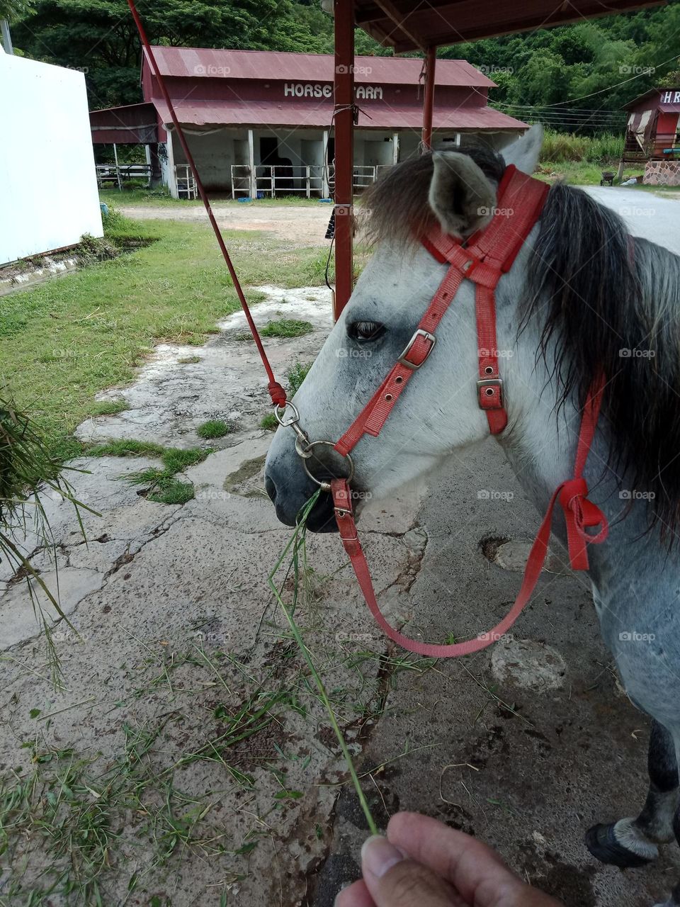 Beautiful horse