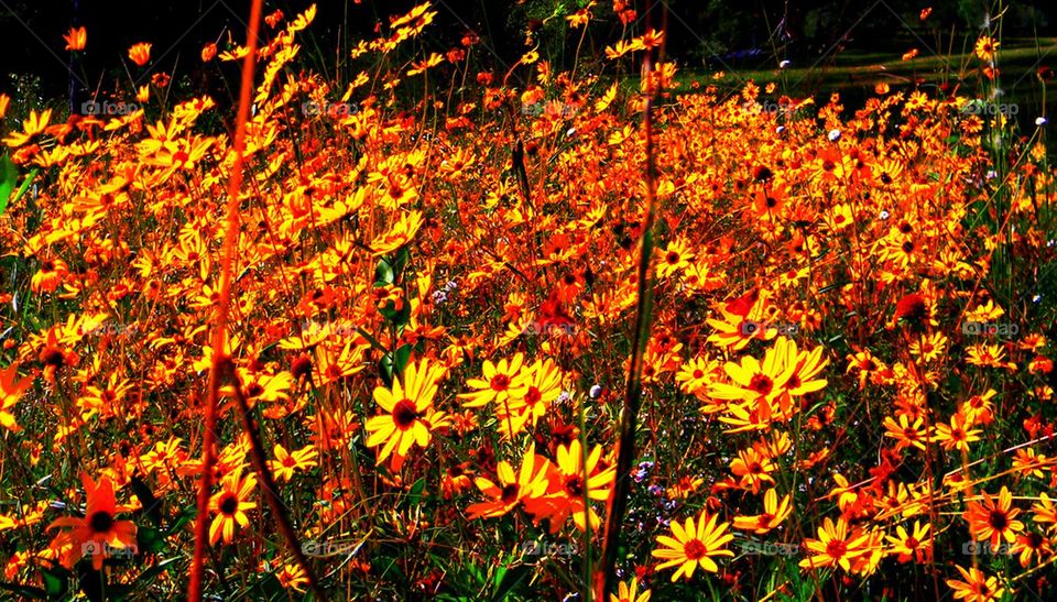 Black eyed Susan