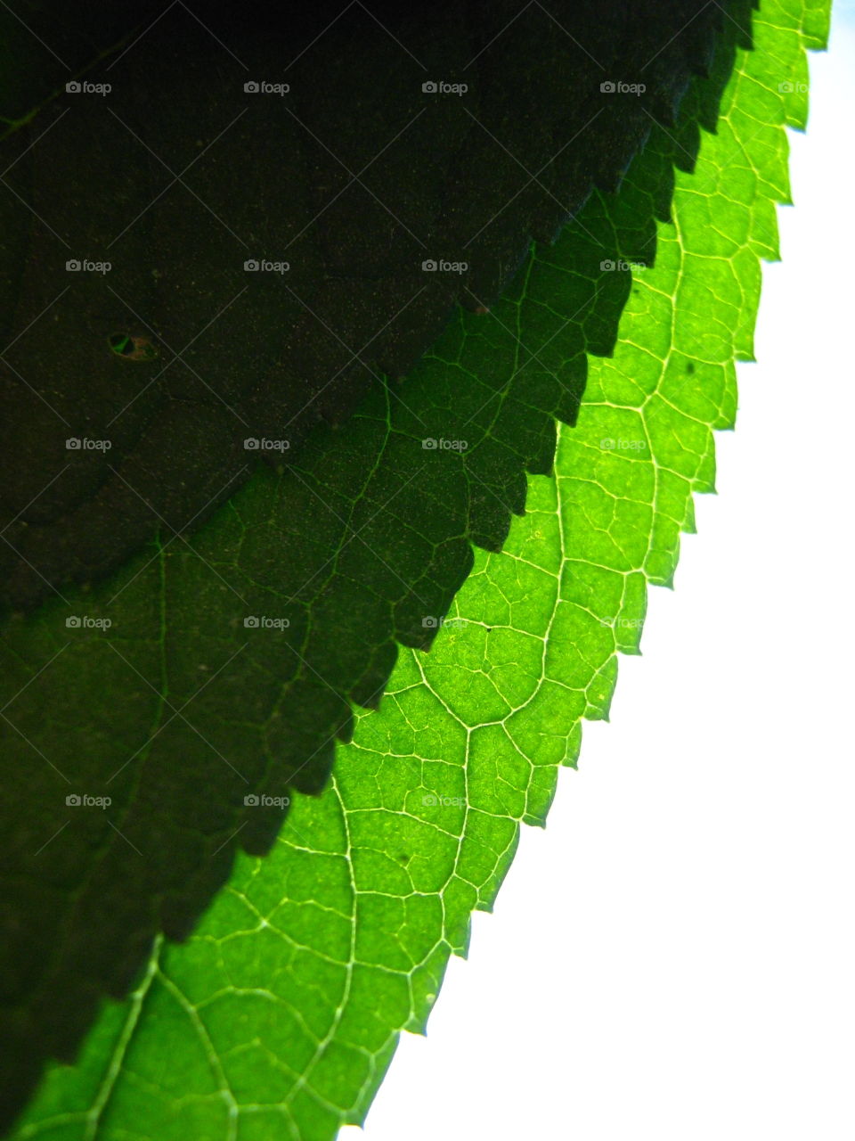 Close-up of a green leaf
