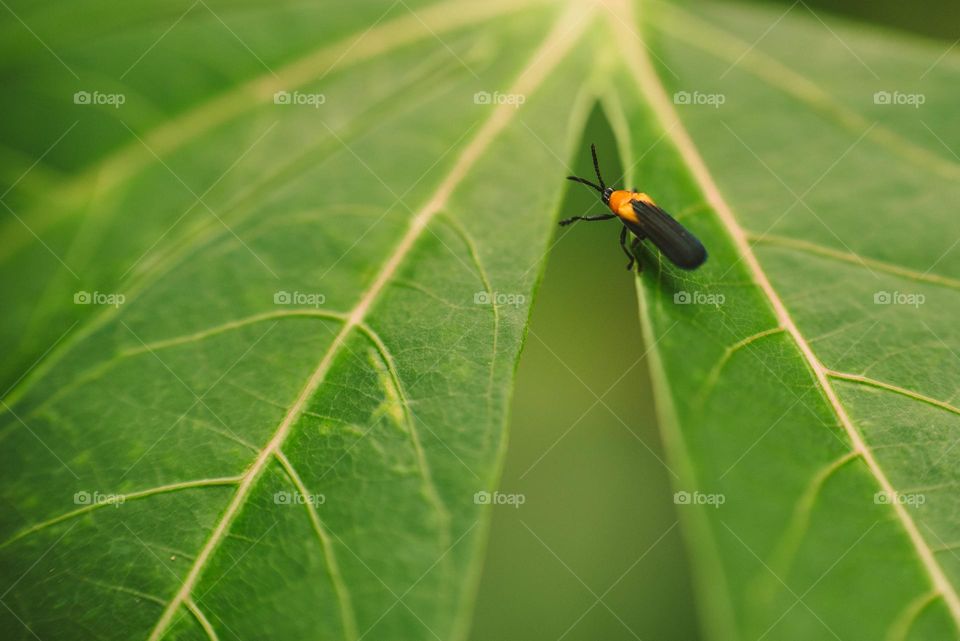 Firefly on a green leaf