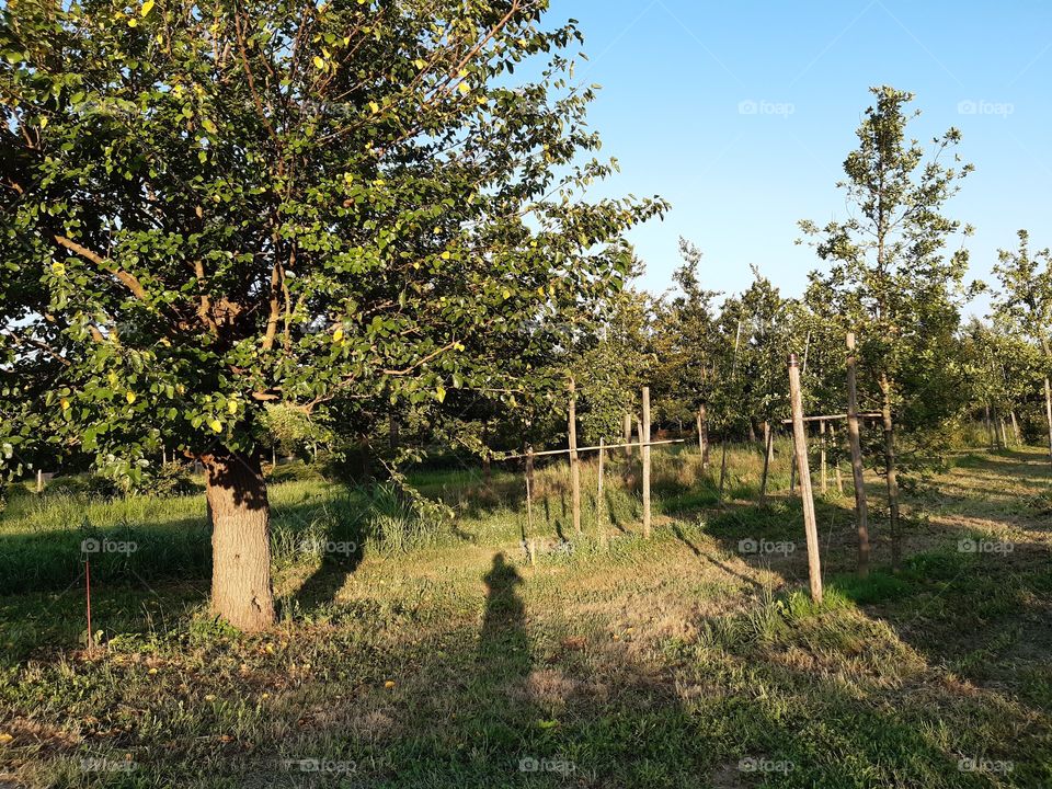 shadow at the country while taking a photo