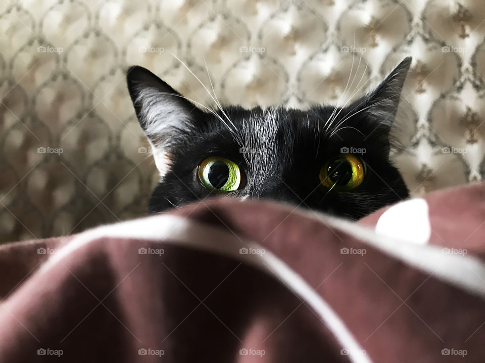 Funny playful hiding cat with curious eyes 